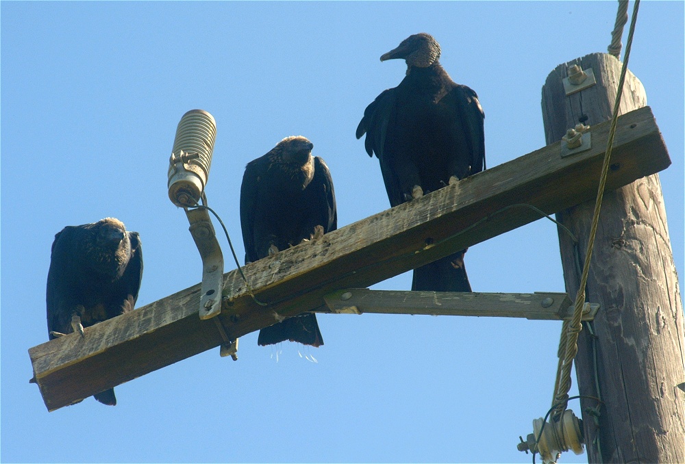 (01) Dscf5257 (turkey vulture).jpg   (1000x678)   232 Kb                                    Click to display next picture